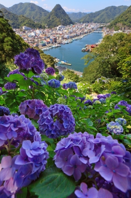 第55回　伊豆下田温泉あじさい祭