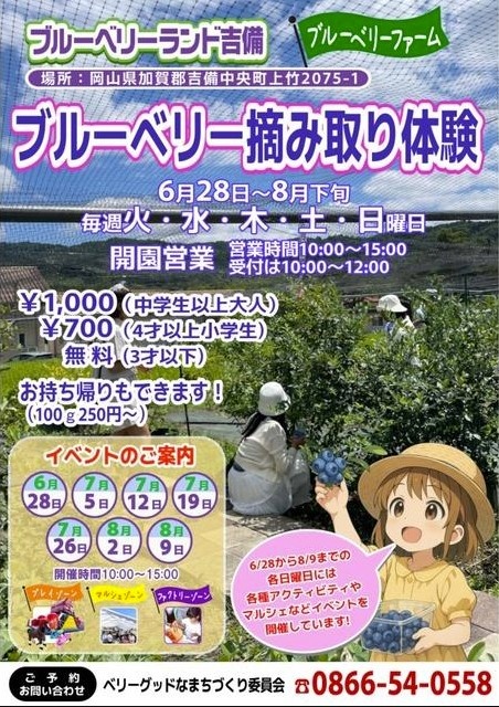 ブルーベリーランド吉備 ブルーベリー摘み取り体験