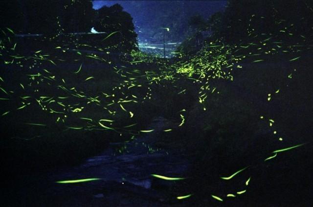 第23回 手づくり ほたる祭り in 俵山