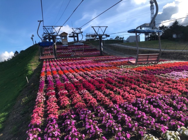 【花・見ごろ】茶臼山高原2026 サンパチェンス