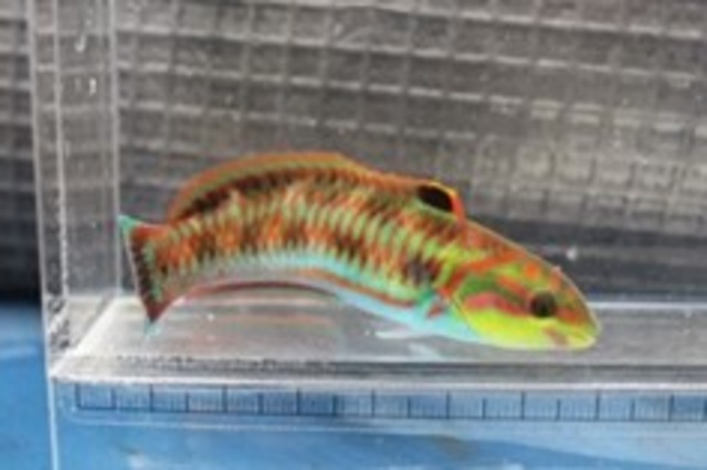 夏休み特別展スタート！