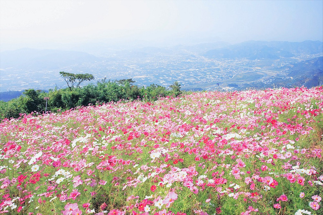 COSMOSPARK　コスモスパーク22インチJuniorサイクル手渡しのみ 花・見ごろ】鷲ヶ峰コスモスパークの秋桜/お出かけ情報/KiiLife【キー