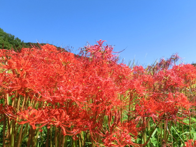 【花・見ごろ】日向地区の彼岸花