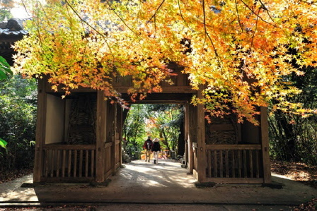 【紅葉・見ごろ】弥谷寺