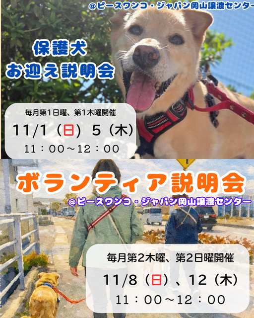 保護犬お迎え説明会（11月）
