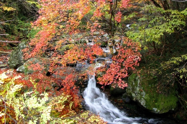 【紅葉・見ごろ】白賀渓谷