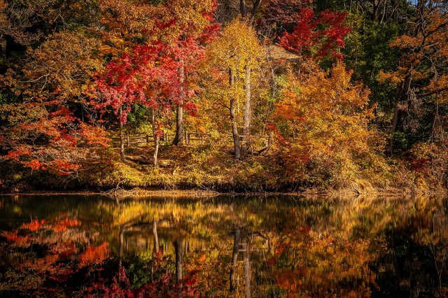 【紅葉・見ごろ】震生湖